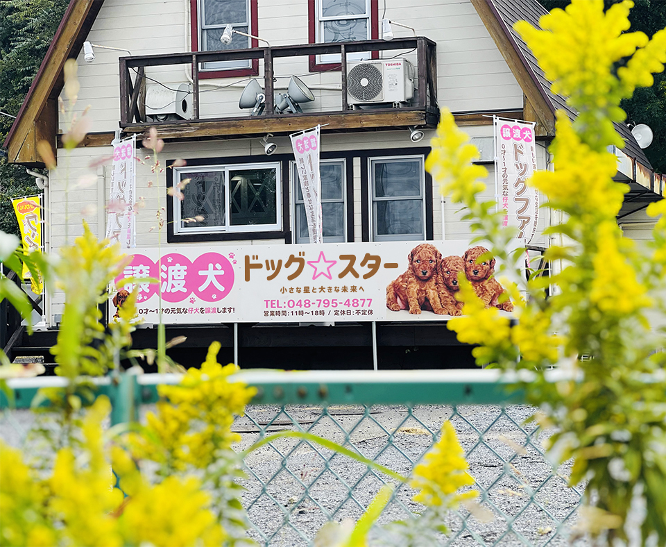 ドッグ☆スター店舗外観