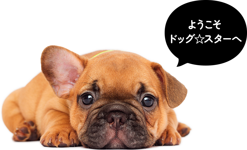 ようこそ!!ドックファムへ